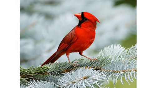 BIRDS PUZZLE