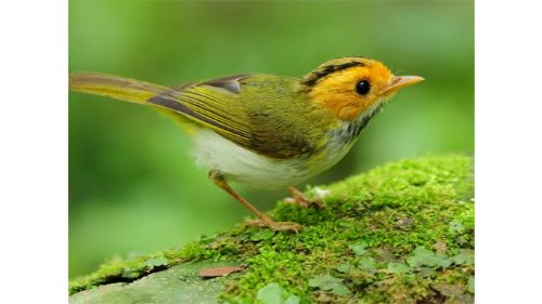 BIRDS SLIDE
