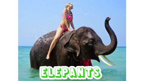 ELEPHANTS PUZZLE