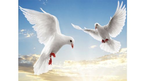 FLYING BIRDS SLIDE