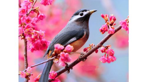 LOVABLE BIRDS PUZZLE