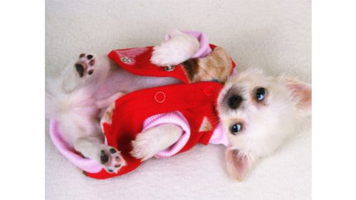 LOVELY PUPPY SLIDE