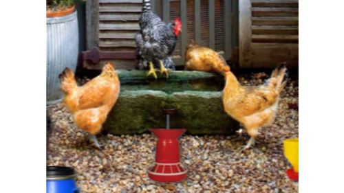 POULTRY FARM EASTER ESCAPE