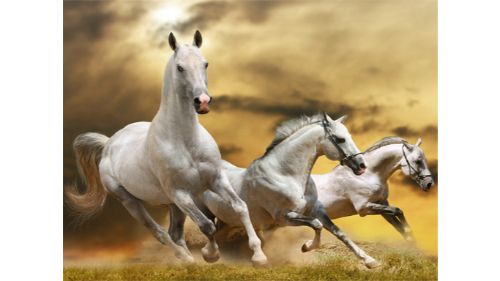 RUNNING HORSE SLIDE